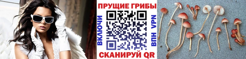Псилоцибиновые грибы GOLDEN TEACHER Рудня
