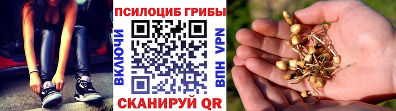 Галлюциногенные грибы Psilocybine cubensis  где купить наркотик  Рудня 